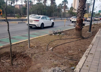 Monterrey Repone Árboles En Corredor de Aramberri-Washington