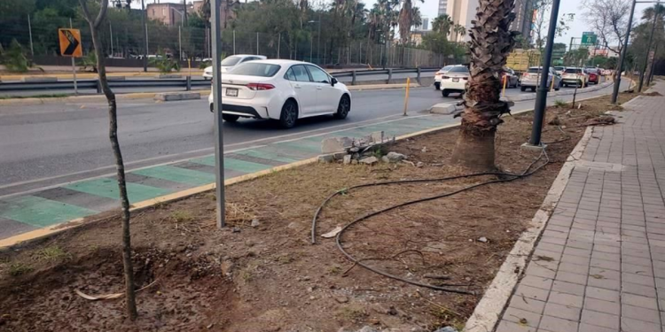 Monterrey Repone Árboles En Corredor de Aramberri-Washington