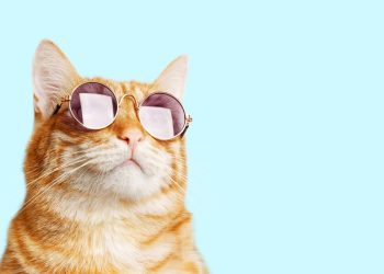 día-internacional-de-gato