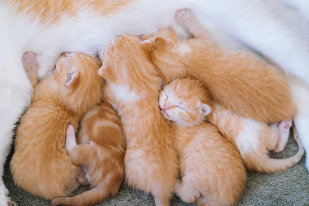 día-internacional-de-gato