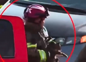 PROTECCION CIVIL DE MONTERREY RESCATA A GATO EN PUENTE REVOLUCIÓN- PUNTO DE ENCUENTRO - PUNTO DE ENCUENTRO PROTECCION-CIVIL-DE-MONTERREY-RESCATA-A-GATO-EN-PUENTE