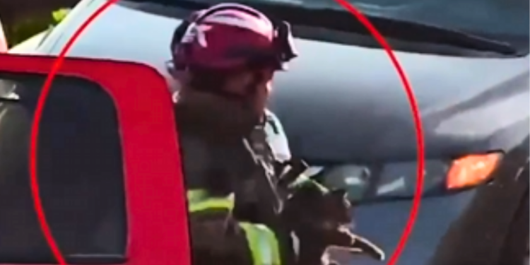 PROTECCION CIVIL DE MONTERREY RESCATA A GATO EN PUENTE REVOLUCIÓN- PUNTO DE ENCUENTRO - PUNTO DE ENCUENTRO PROTECCION-CIVIL-DE-MONTERREY-RESCATA-A-GATO-EN-PUENTE