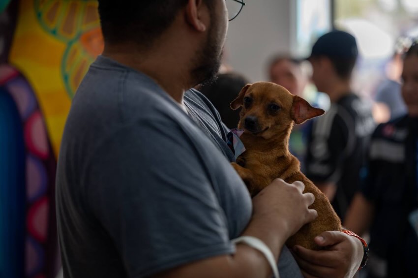 Chihuatón-en-Monterrey-Centro-de-Bienestar-Animal-hogares-seguros-50-perritos-protección-animal
