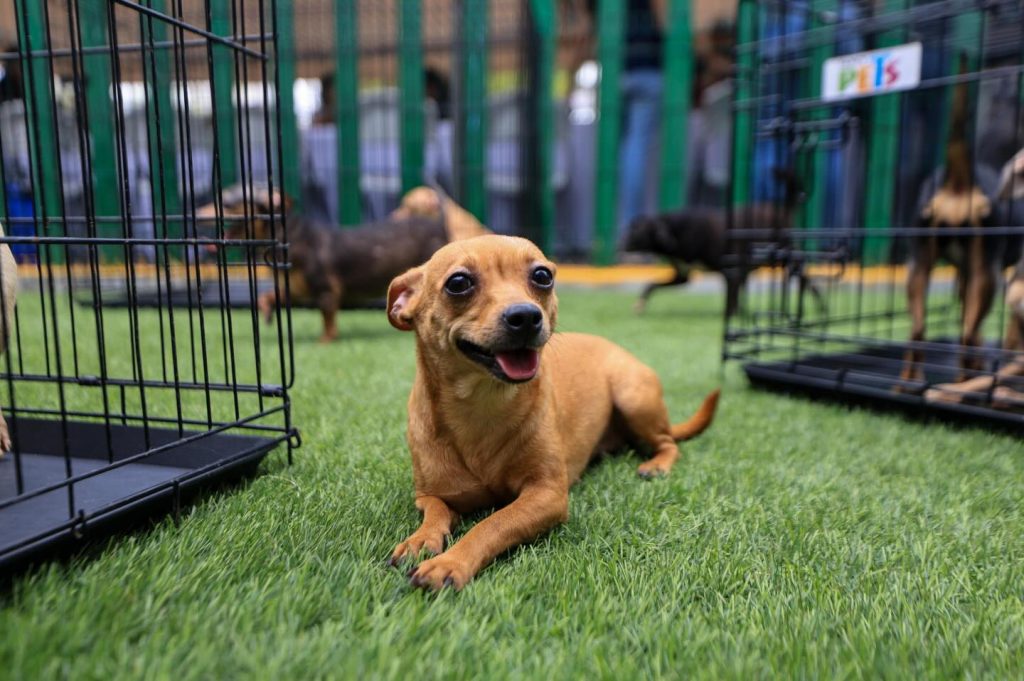 Chihuatón-en-Monterrey-Centro-de-Bienestar-Animal-hogares-seguros-50-perritos-protección-animal