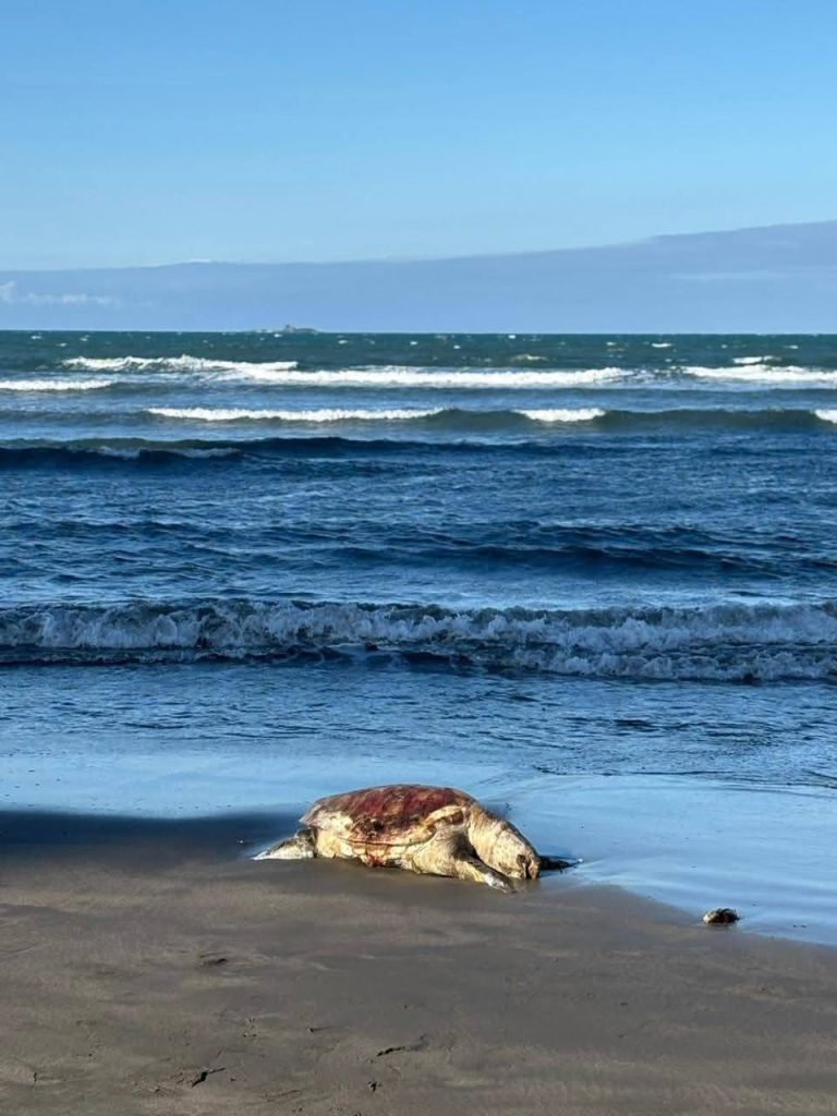 tortuga-petroleo - PUNTO DE ENCUENTRO Un plano detalle de una tortuga marina cubierta de petróleo espeso y negro. La cabeza y gran parte del caparazón de la tortuga están sumergidos en el residuo viscoso, que es producto de un derrame-de-petróleo.